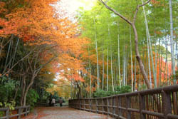 Sagano Bamboo Forest