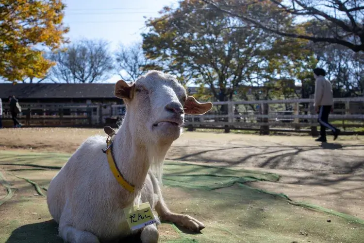 Narita Dream Dairy Farm