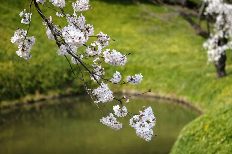 Koishikawa Kourakuen Park