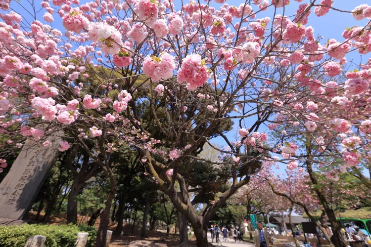 Asukayama Park