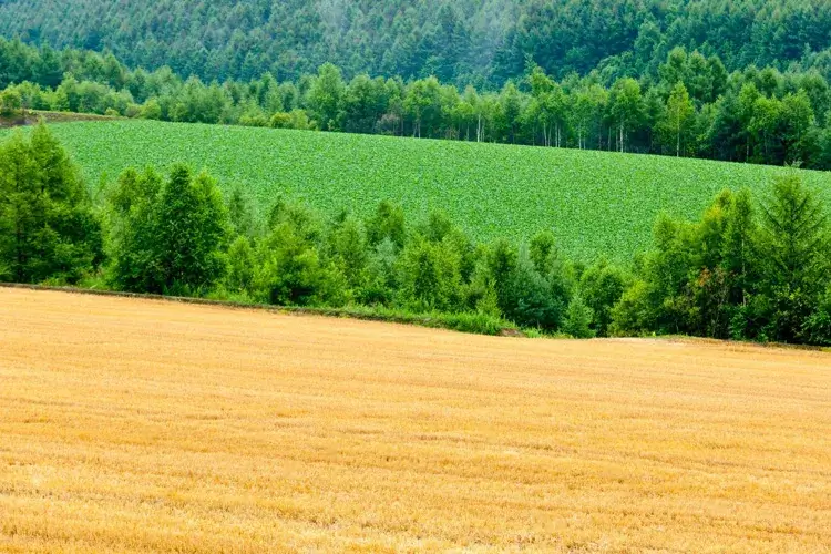 Biei Panorama Road