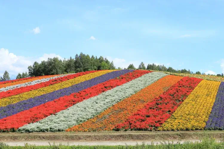 Shikisai Hill