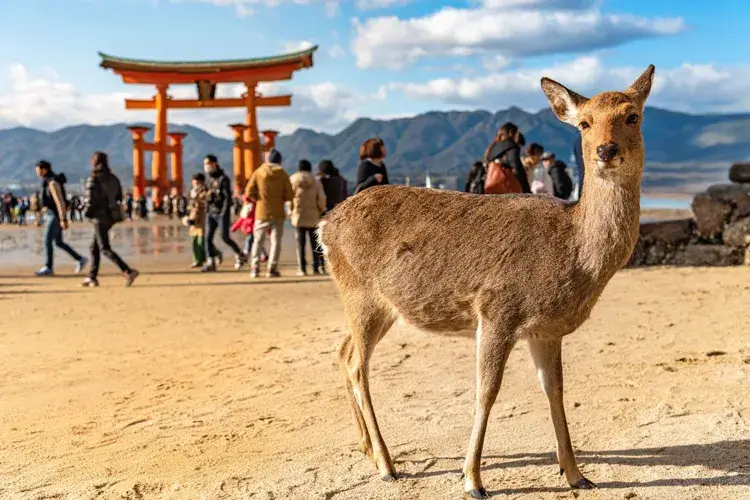 Miyajima