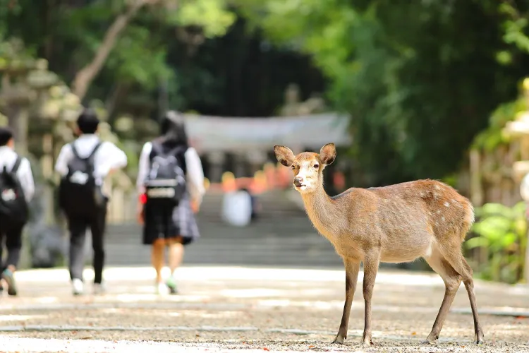 Nara Park