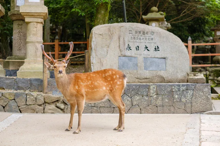 Kasuga Taisha