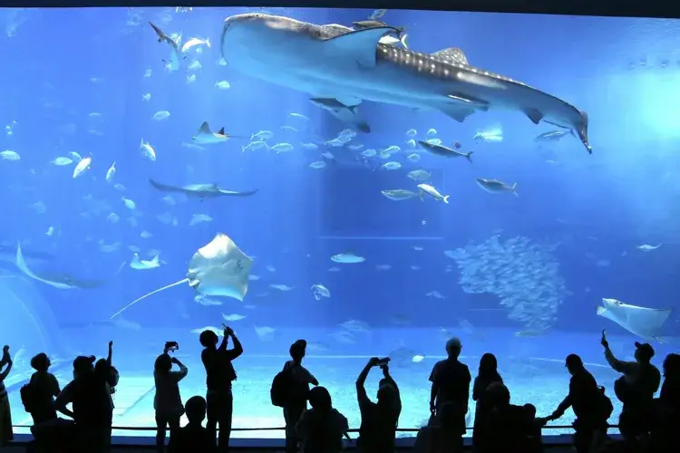 Churaumi Aquarium