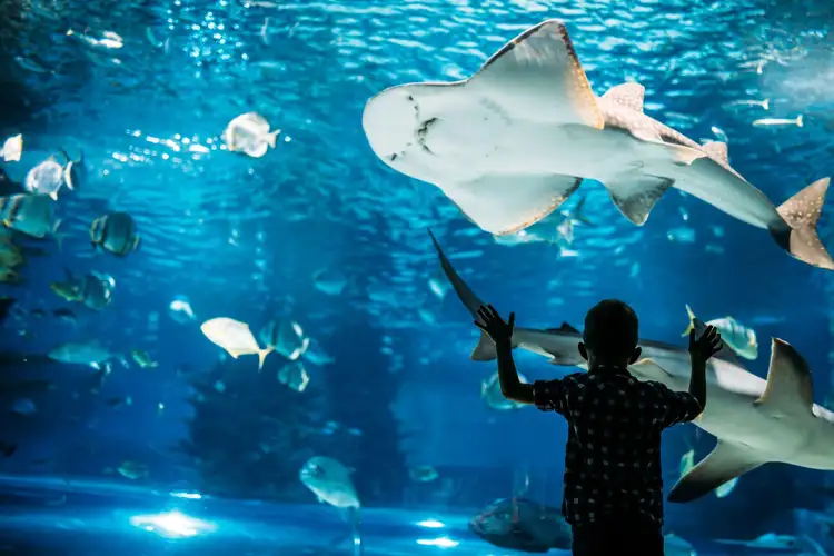 Okinawa Churaumi Aquarium