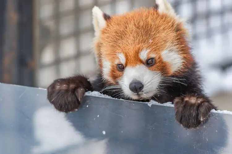 Asahiyama Zoo