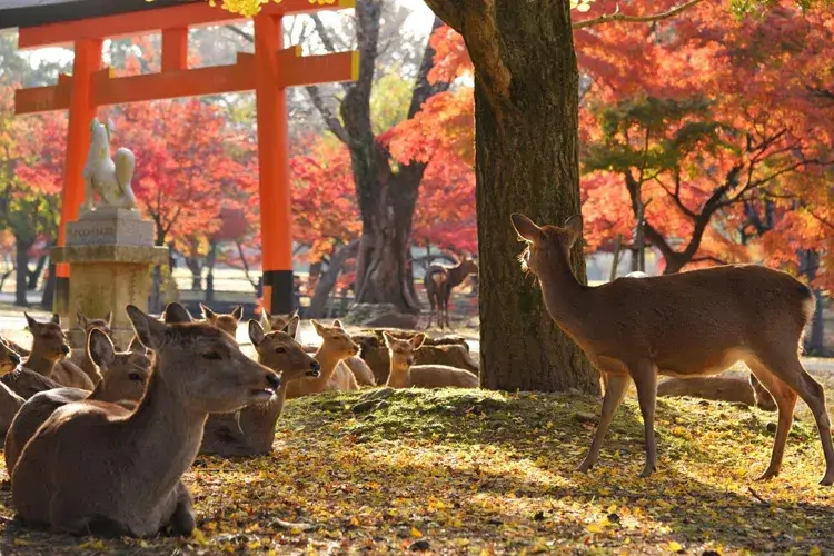 Nara