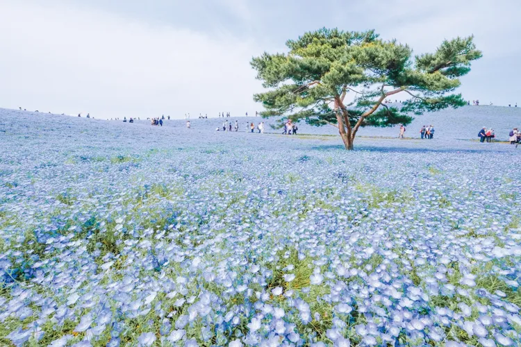 Hitachi Seaside Park