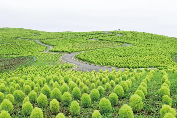 Hitachi Seaside Park