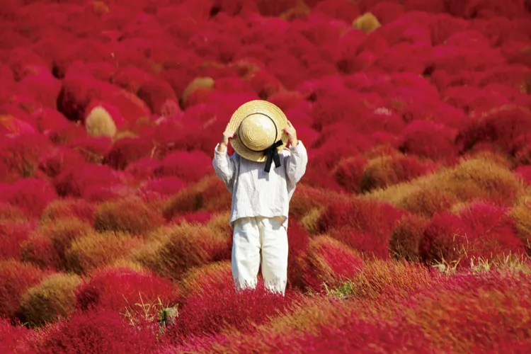 Hitachi Seaside Park