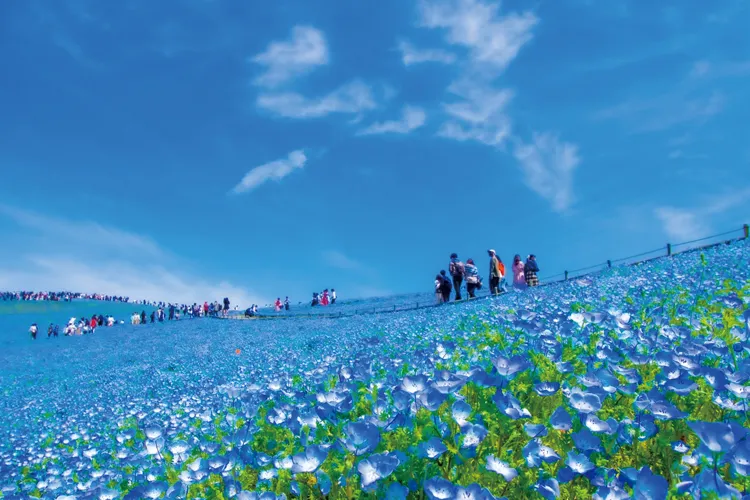 Nemophila bloom